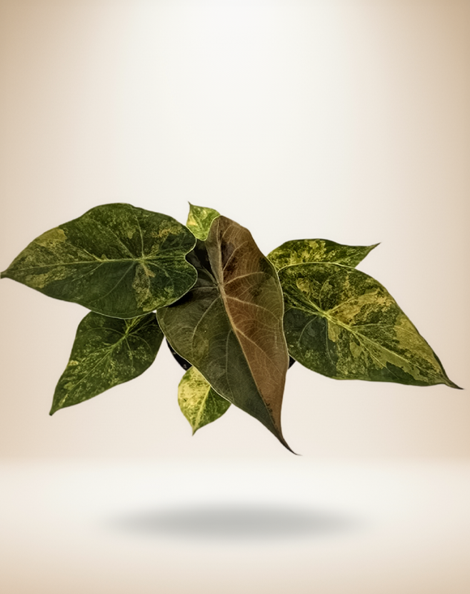 Alocasia wentii Variegated - Premium Giant Elephant Ear