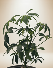 Schefflera Arboricola – 6" Pot