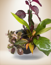 FloraVines Tropical Sunset Live Plant Arrangement in 10" Hanging Basket