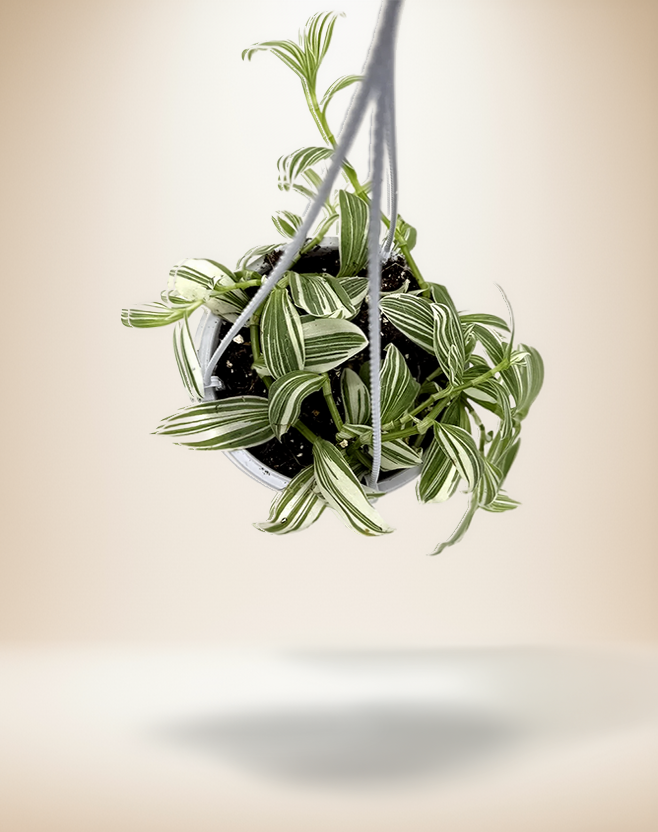 Tradescantia &