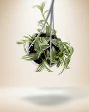 Tradescantia 'Pistachio White' – 5-Inch Pot
