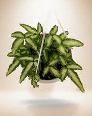 Pteris Cretica Albo Fern – 5-Inch Pot
