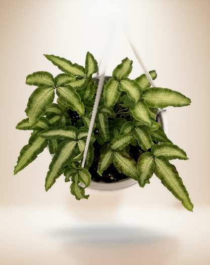 Pteris Cretica Albo Fern