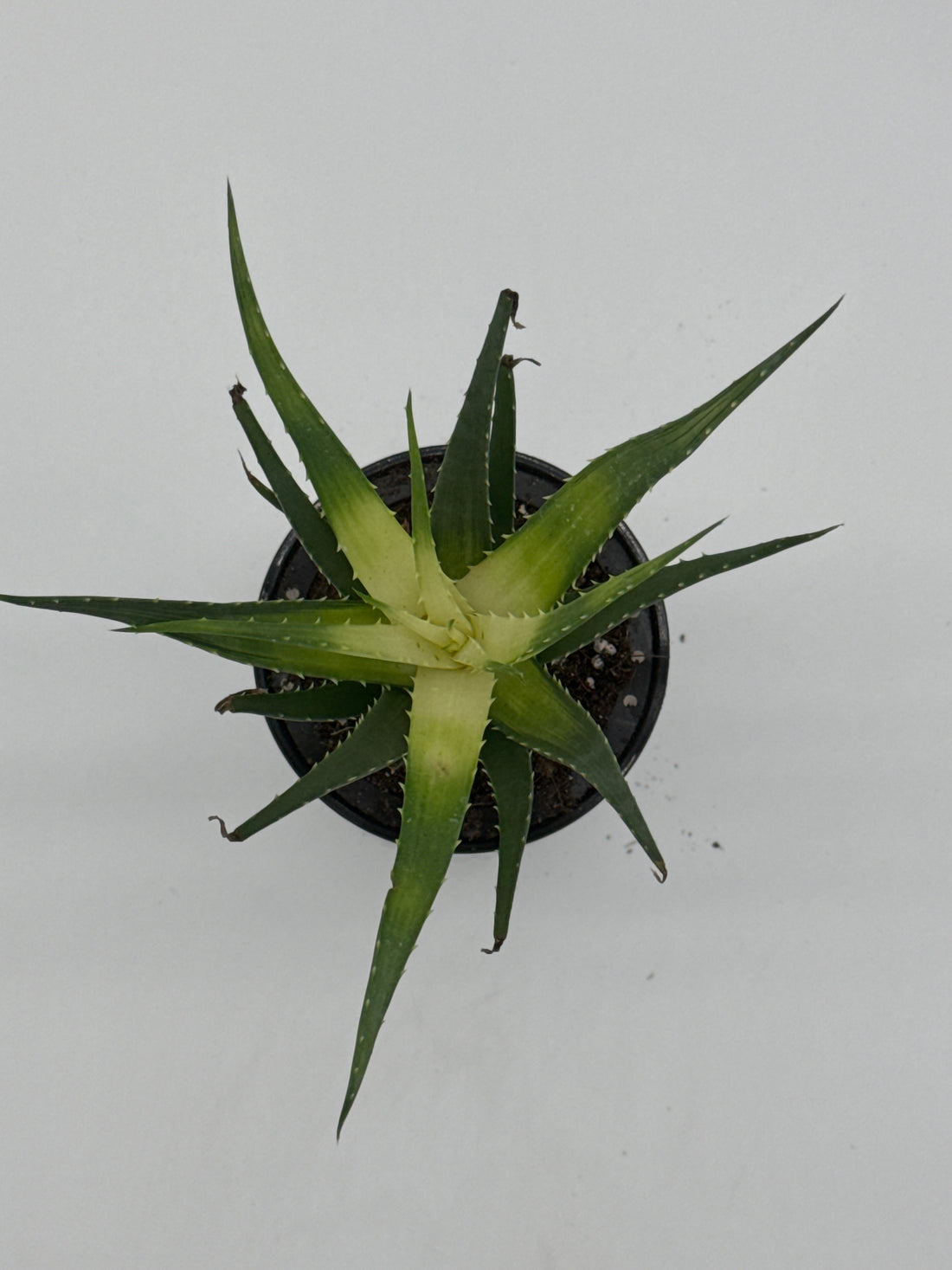 Succulent Aloe Solar Flare