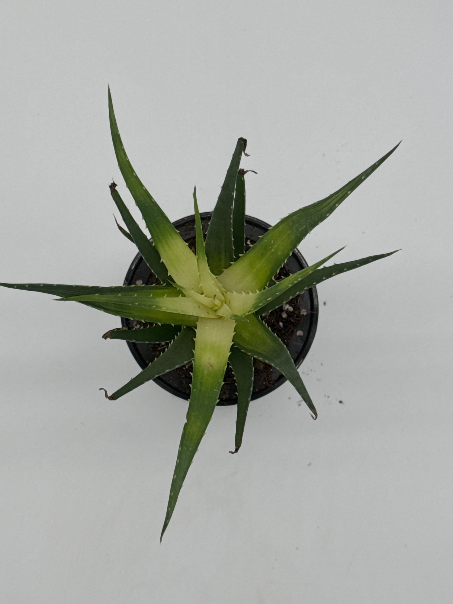 Succulent Aloe Solar Flare