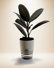Ficus Elastica - Rubber Plant