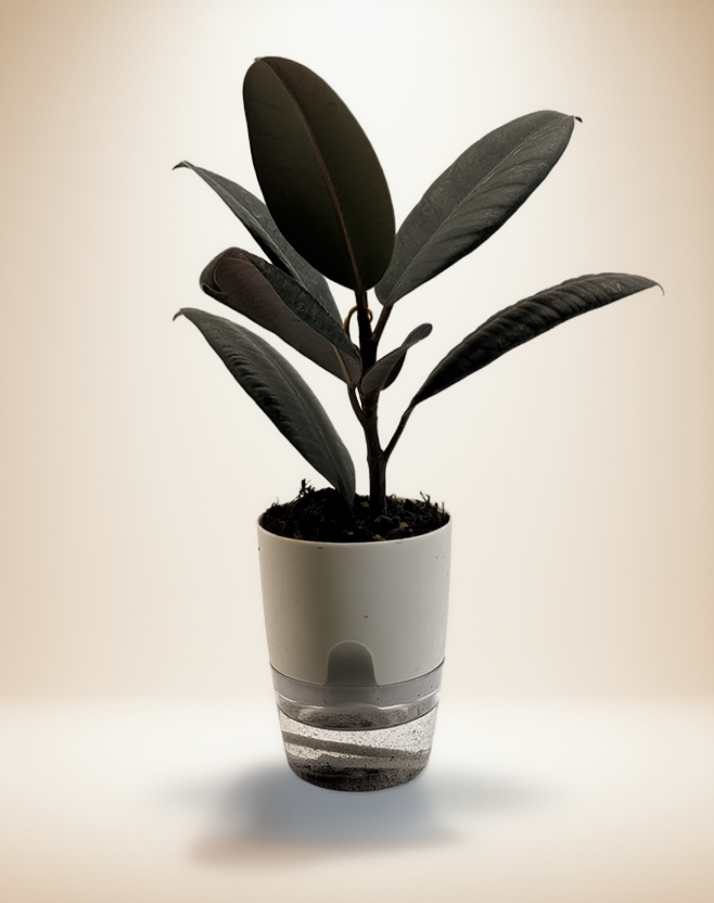Ficus Elastica - Rubber Plant