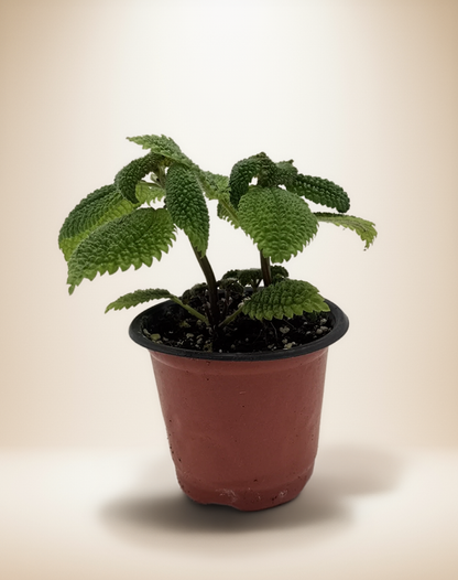 Pilea Moon Valley