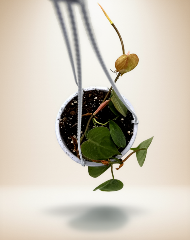 Philodendron hederaceum (Heartleaf philodendron)