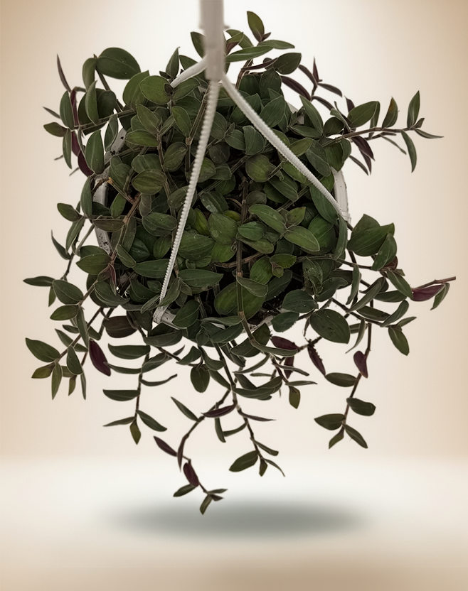 Baby Fuzzy Bunny - Purple Heart Trailing Plant