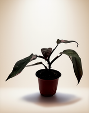Philodendron Pink Princess – 4-Inch Pot – Nursery pot / 4" Pot