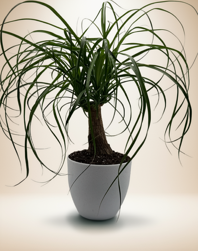 PALM PONYTAIL – 8-Inch Pot – 8" Pot / Decorative pot