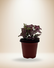 Hypoestes Polka Dot "Pink Splash" – 4-Inch Pot – Default Title
