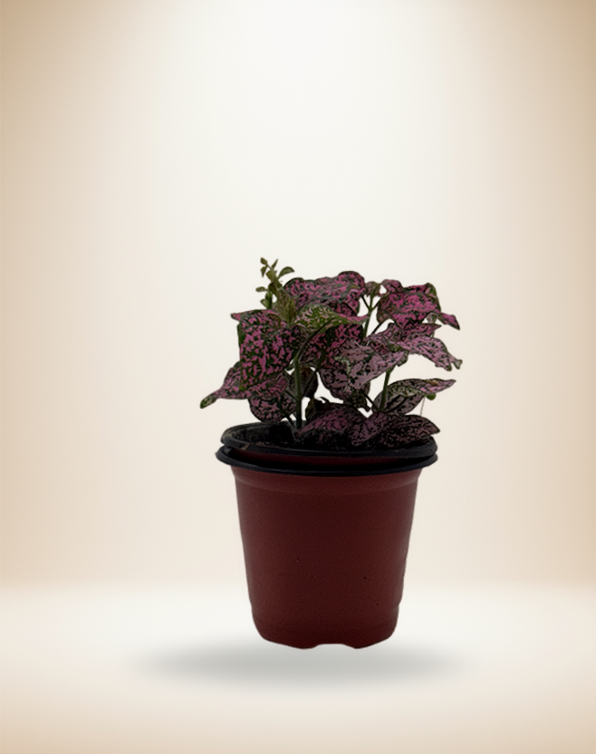 Hypoestes Polka Dot "Pink Splash" – 4-Inch Pot – Default Title