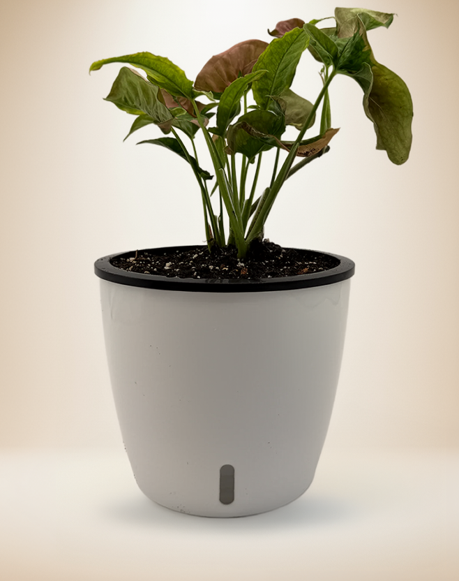 Syngonium Pink Lava – 6-Inch Pot – 6" Pot / Self-watering