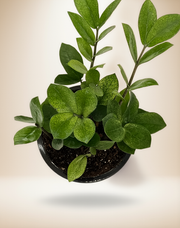 Zamioculcas 'Chameleon' – 6-Inch Pot