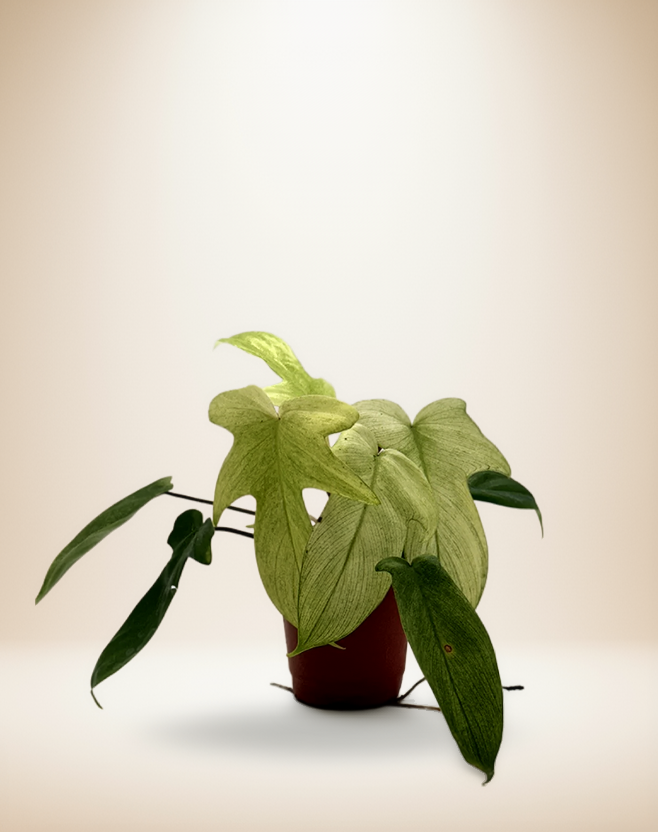 Philodendron Florida Ghost Mint - Rare Variegated Houseplant – 4-Inch Pot – Default Title