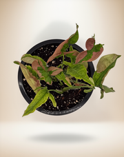 Syngonium Pink Lava – 6-Inch Pot