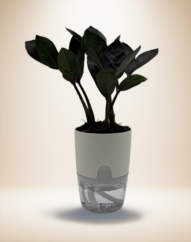 Zamioculcas zamiifolia &