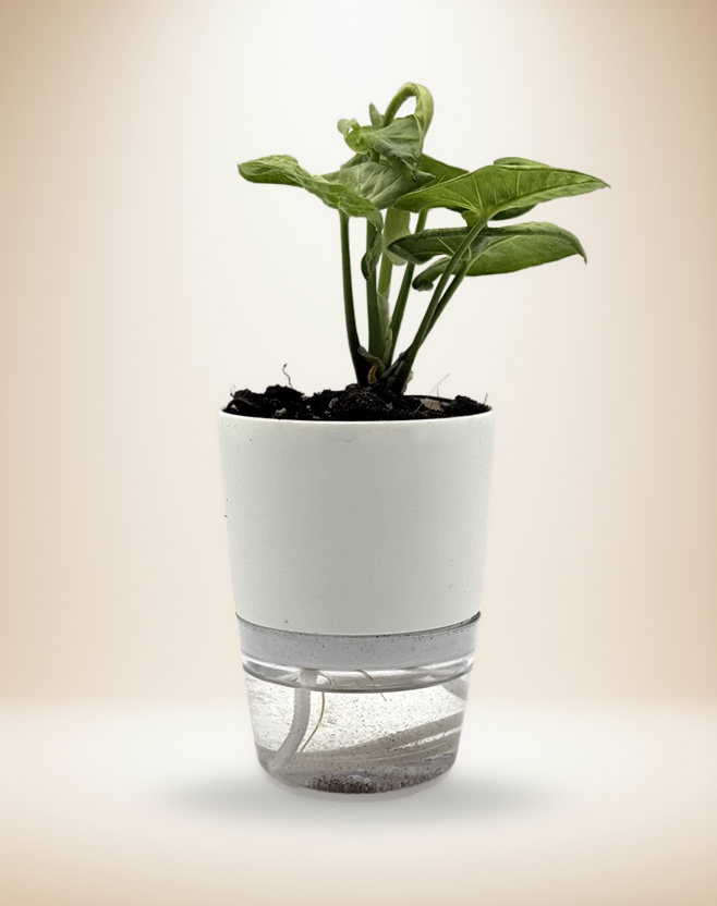 Syngonium Milk Confetti – 4-Inch Pot – Self-watering / 4" Pot
