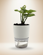 Syngonium Milk Confetti – 4-Inch Pot – Self-watering / 4" Pot