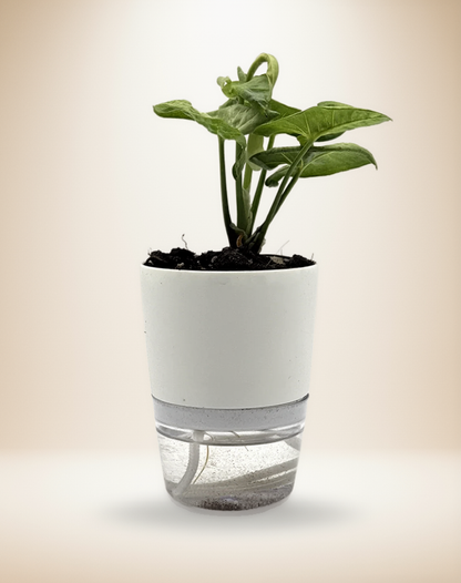 Syngonium Milk Confetti