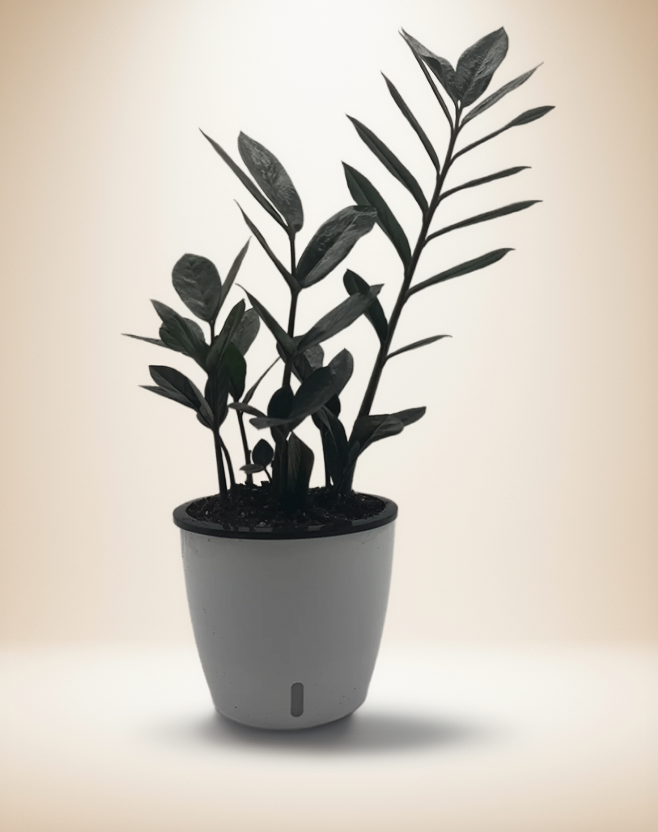 ZZ Zamioculcas 'Black Queen' – 6-Inch Pot – Self-watering
