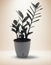 ZZ Zamioculcas 'Black Queen' – 6-Inch Pot – Self-watering