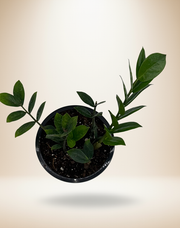 ZZ Plant (Zamioculcas zamiifolia) – 6-Inch Pot