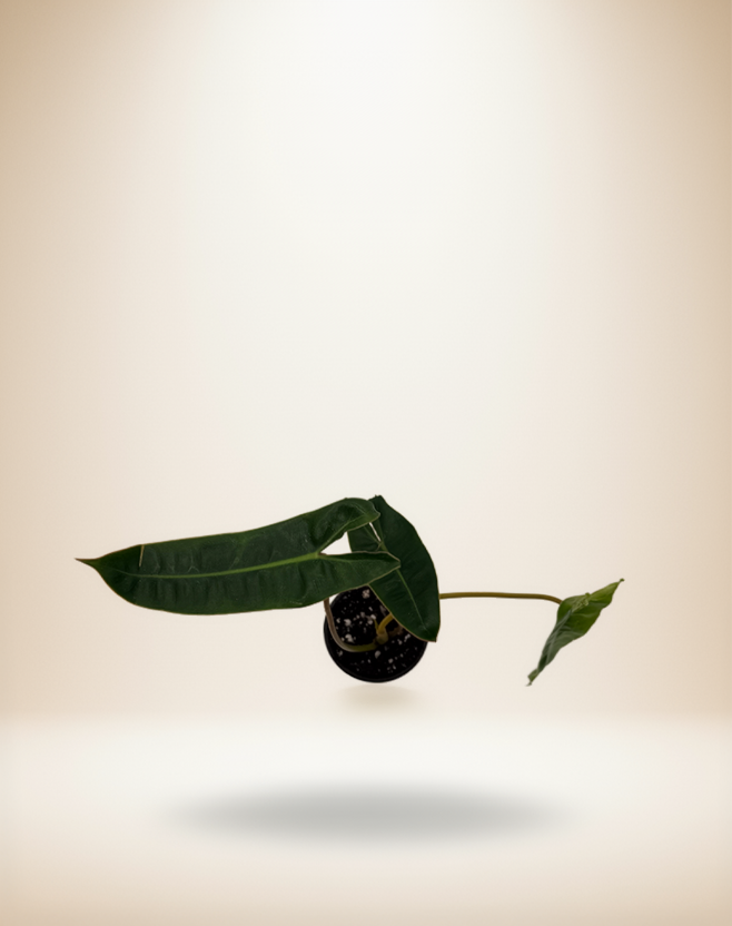 Philodendron Billietiae