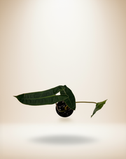 Philodendron Billietiae – 4-Inch Pot – 4" Pot / Self-watering