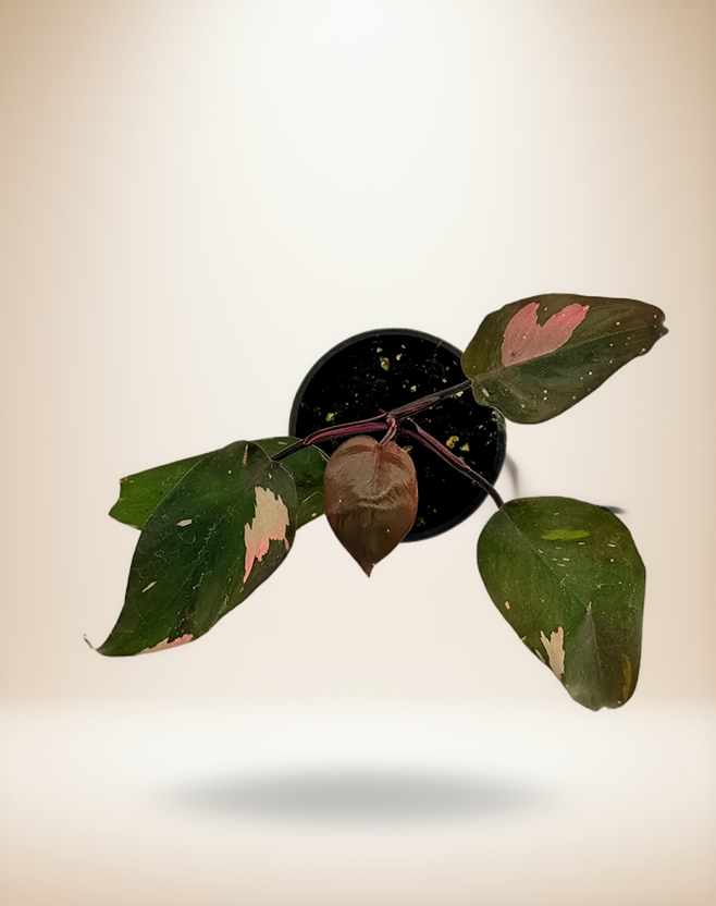 Philodendron Pink Princess
