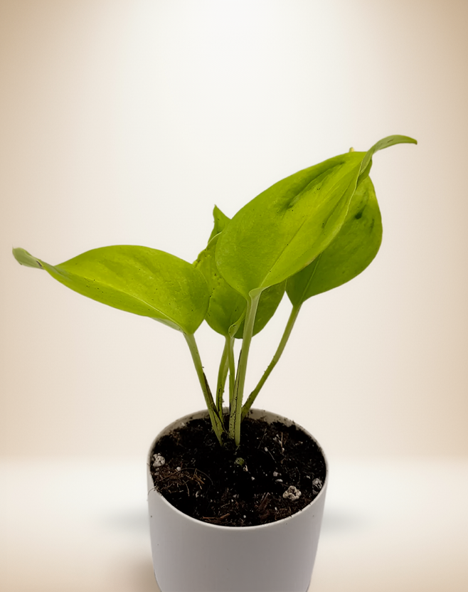 Epipremnum Teruno Champs Elysees