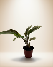 Kaempferia galanga 'Variegata' - Variegated Aromatic Ginger – 4-Inch Pot