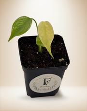Monstera Deliciosa Mint Variegated – 2.5-Inch Pot