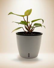 Philodendron Painted Lady – 6-Inch Pot – 6" Pot / Self-watering