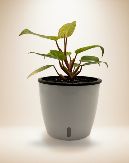 Philodendron Painted Lady