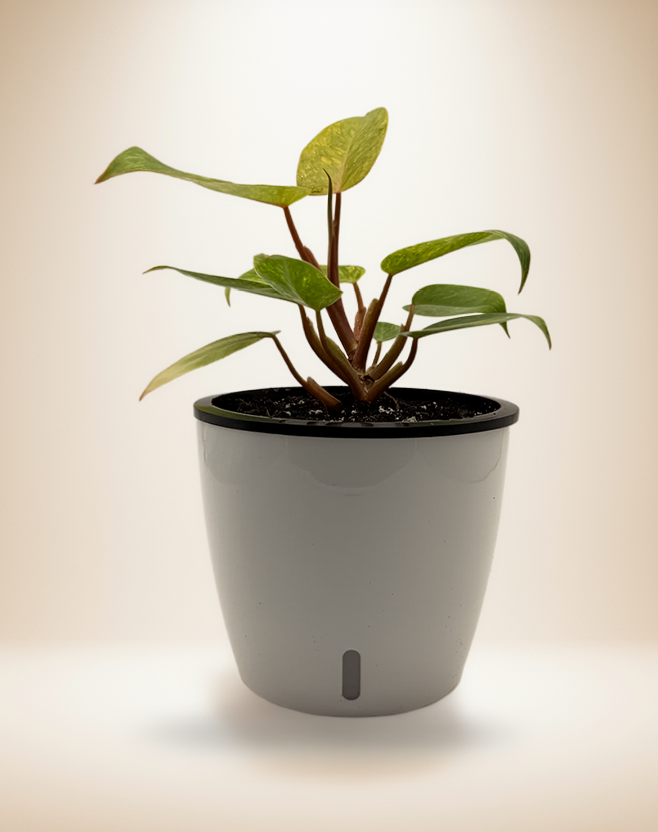 Philodendron Painted Lady – 6-Inch Pot – 6" Pot / Self-watering