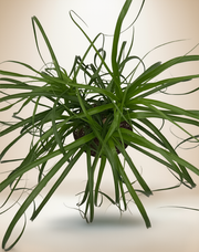 PALM PONYTAIL – 8-Inch Pot