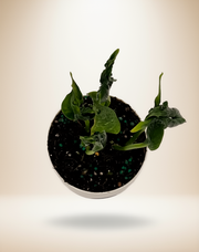 Epipremnum Shangri La – 4-Inch Pot – 4" Pot / Nursery pot