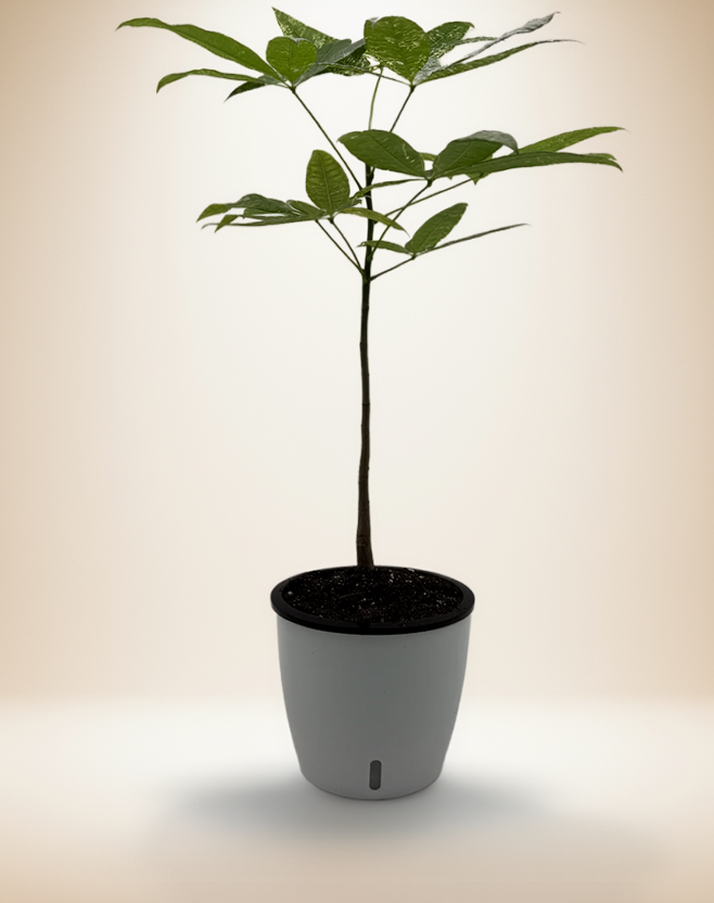 Pachira Money Tree Variegated