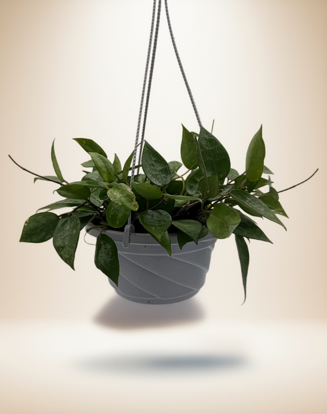 Hoya 'Black Margin' – 6-Inch Pot – 6" Pot / Hanging Planter