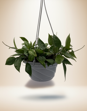 Hoya 'Black Margin' – 6-Inch Pot – 6" Pot / Hanging Planter