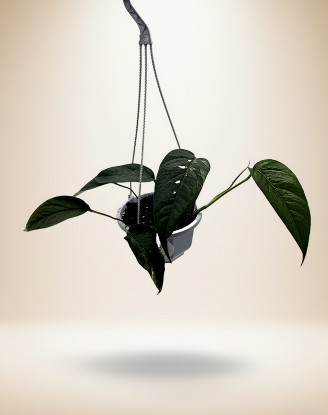 Epipremnum Pinnatum Albo Variegated | Rare Climbing Aroid | Live Tropical Houseplant