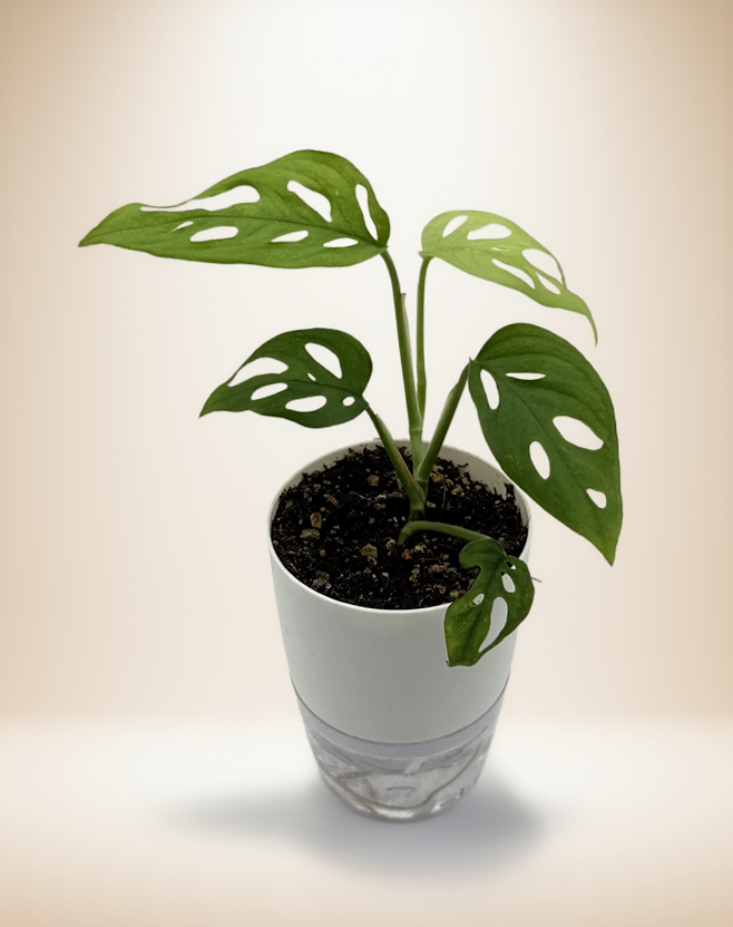 Monstera Adansonii - Swiss Cheese Plant – 4-Inch Pot – 4" Pot / Self-watering