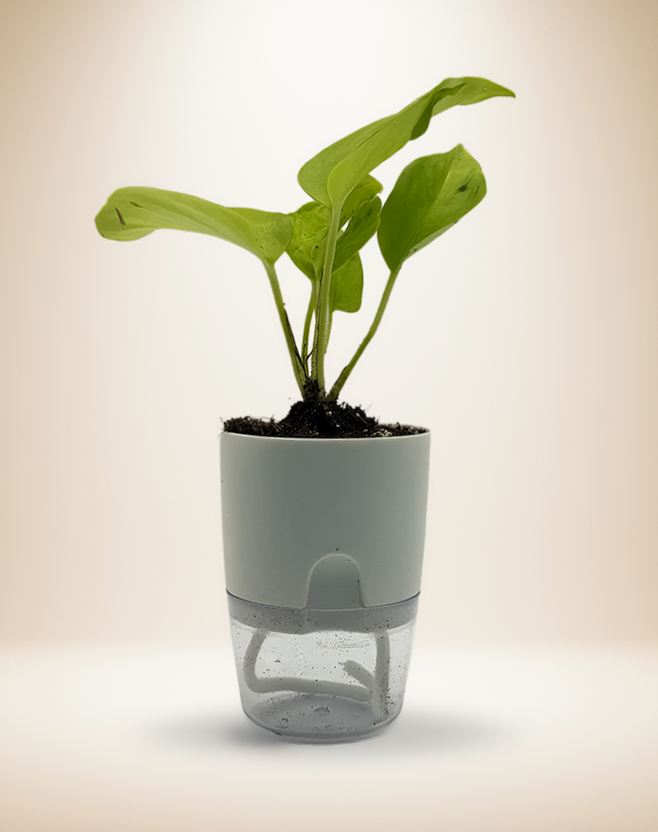 Epipremnum Teruno Champs Elysees – 4-Inch Pot – 4" Pot / Self-watering