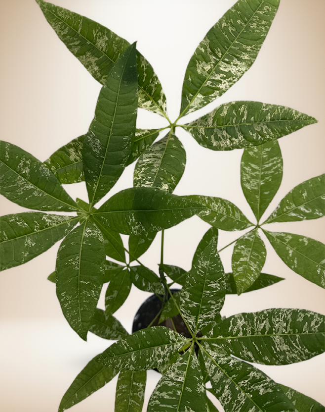 Pachira Money Tree Variegated