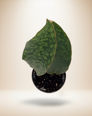 Dracaena Shark Fin – 4-Inch Pot