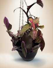 FloraVines Pink Splash Arrangement – 10-Inch Hanging Basket