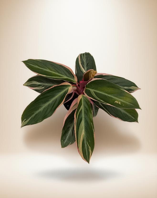 Calathea STROMANTHE TRIOSTAR